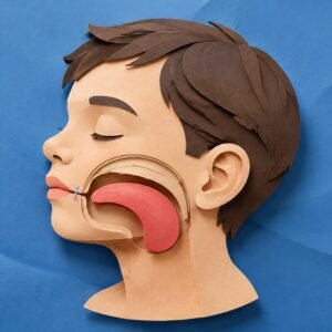Dysfonctions Oro-Myo-Faciales (OMF) chez l'enfant